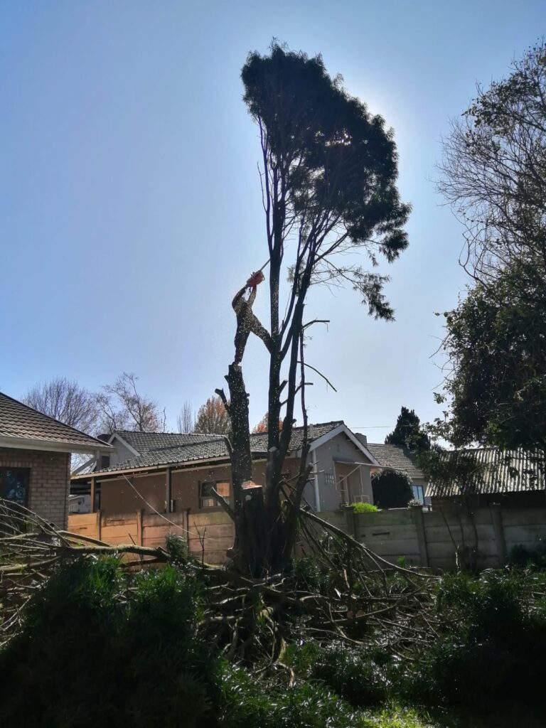 Cut Tree Roodepoort 3